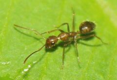 Camponotus sexguttatus