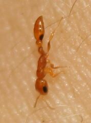 Pseudomyrmex simplex