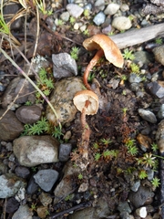 Cystoderma