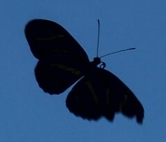 Heliconius charithonia