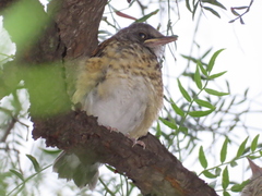 Turdus rufopalliatus