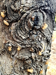 Cicada orni