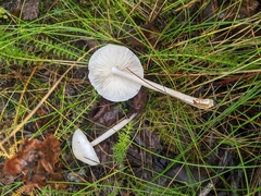 Limacella