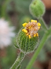 Senecio viscosus