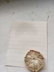 Limacella