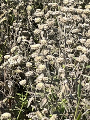 Pycnanthemum