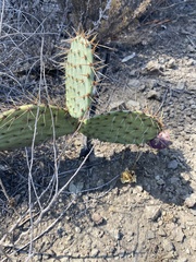 Opuntia oricola