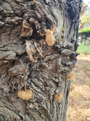Cicada orni