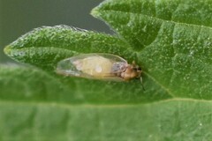 Psyllidae