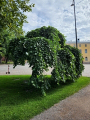Ulmus