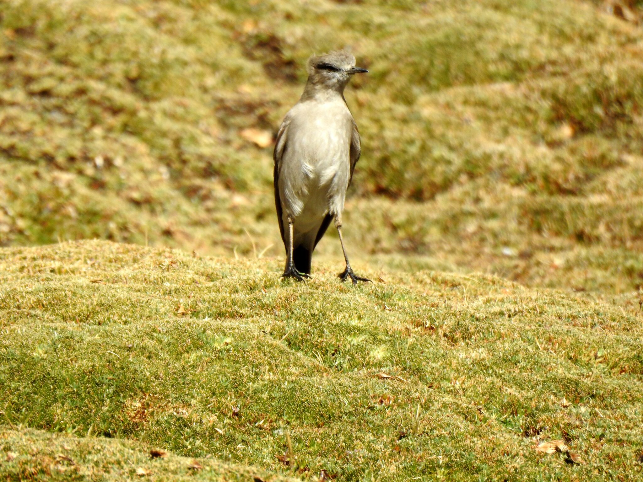 White-fronted Ground Tyrant (Muscisaxicola albifrons), photo 10