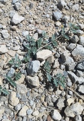 Kallstroemia hirsutissima