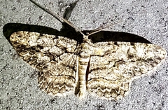 Anavitrinella pampinaria