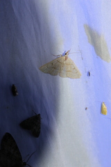 Chytolita morbidalis