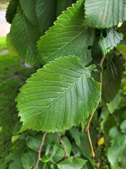 Ulmus