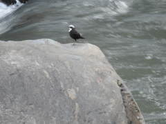 Cinclus leucocephalus