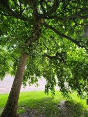 Ulmus