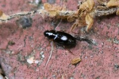 Stenolophini