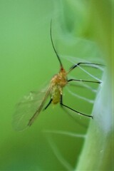 Macrosiphini