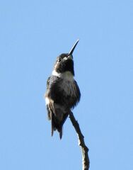 Chaetocercus mulsant