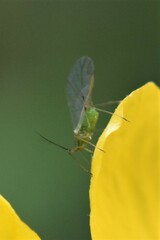 Macrosiphini