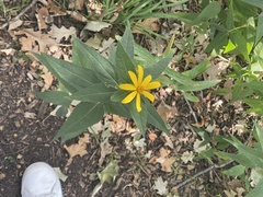 Helianthus divaricatus
