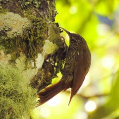 Lepidocolaptes lacrymiger