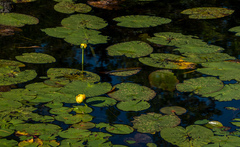 Nuphar variegata