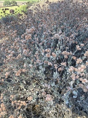 Eriogonum cinereum