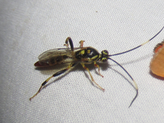 Cratichneumon