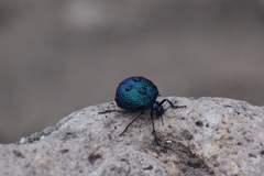 Cysteodemus wislizeni