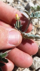 Kallstroemia hirsutissima