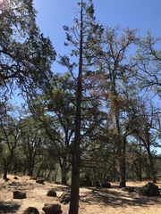 Calocedrus decurrens