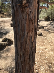 Calocedrus decurrens