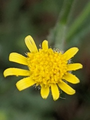 Senecio viscosus