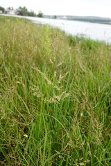 Agrostis stolonifera