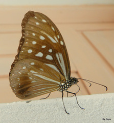 Parantica nilgiriensis