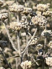 Pycnanthemum