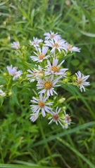 Symphyotrichum firmum