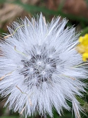 Senecio viscosus