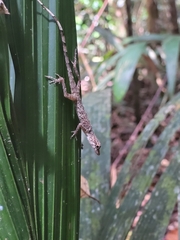Anolis fuscoauratus