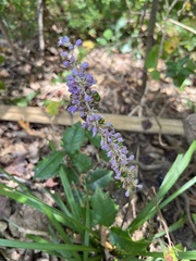 Liriope