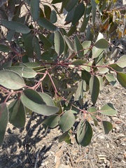 Eucalyptus tereticornis