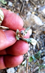 Kallstroemia hirsutissima