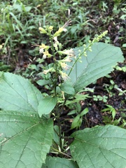 Collinsonia anisata