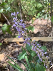 Liriope