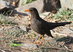Turdus chiguanco