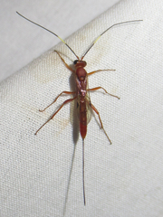 Ichneumonina
