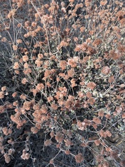 Eriogonum fasciculatum