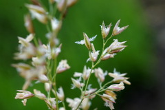 Agrostis stolonifera